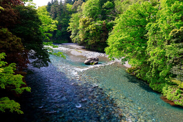 新緑の清流根尾川