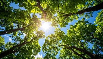 Fototapeta premium Canopy View Sunlight Through Lush Green Tree Branches Against a Blue Sky