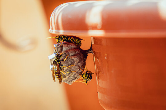 Close-up of a small paper wasp (Polistes gallicus) nest on a plastic terracotta pot, with several yellow and black wasps actively working on a sunny day.