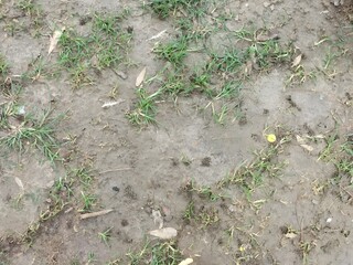 Muddy ground texture with sparse green grass and scattered dry leaves offers natural backdrop