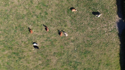 Bird’s-eye aerial view of static caravans and chalets in scenic coastal park – versatile image for tourism, real estate, and leisure projects.