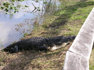 alligator in the swamp