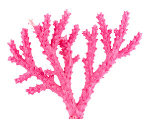 Naklejka premium Pink Coral Branch Isolated on White Background PNG