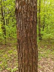 The Pine Tree Trunk Bark Photo