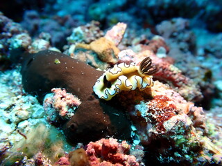Doriprismatica atromarginata, White and Black Nudiebranch Sea Slug Underwater Macro Photo, Indonesia Tropics