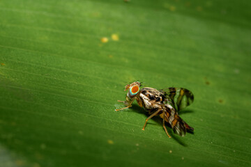 Detailed macro photograph of a Mediterranean fruit fly (Ceratitis capitata) perched on a vibrant green leaf surface.