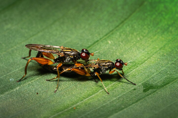 Mating Pair of Megamerinidae Flies, a family of flies (Diptera), on Green Leaf in Thailand.