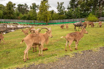 Pombia Safari Park