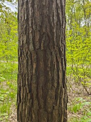 The Pine Tree Trunk Bark Photo