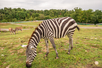Pombia Safari Park