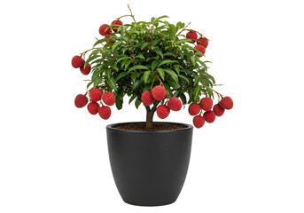A vibrant bonsai-style lychee tree in a dark gray pot showcases numerous ripe, red fruits against a stark black backdrop.