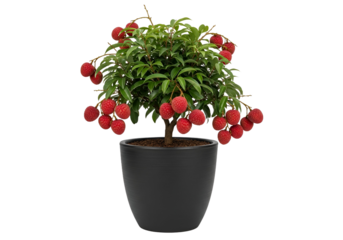 A vibrant bonsai-style lychee tree in a dark gray pot showcases numerous ripe, red fruits against a stark black backdrop.