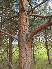 The Pine Tree Trunk Bark Photo