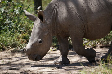 Young white rhinoceros walking in african savannah