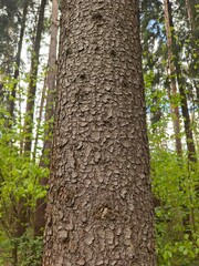 The Spruce Trunk Bark Photo