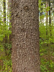 The Spruce Trunk Bark Photo