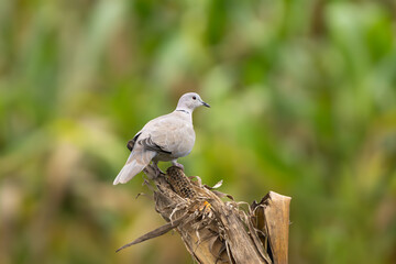 A Eurasian Collared-Dove (Streptopelia decaocto) perches calmly, showing its soft gray plumage and distinctive black neck collar.