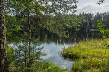 Obraz premium Forest Lake Scene on Summer Day