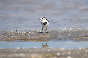 A White Wagtail (Motacilla alba) gracefully forages along the riverbank, flicking its tail as it darts for insects.
