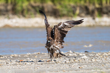 The Black Kite (Milvus migrans) is a widespread medium-sized raptor known for its graceful soaring flight and scavenging habits near human settlements and open landscapes.