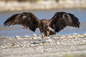 The Black Kite (Milvus migrans) is a widespread medium-sized raptor known for its graceful soaring flight and scavenging habits near human settlements and open landscapes.