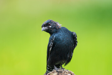A close-up of the Black Drongo (Dicrurus macrocercus) reveals its glossy black plumage and sharp, piercing eyes.