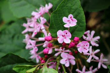 Clerodendrum chinense pink flower cluster blooming in tropical garden, close up photography of nang yaem flower with green leaves background