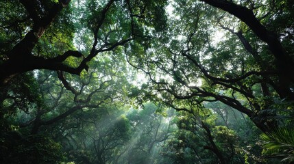 High quality photo of sunlight filtering through the dense canopy of ancient forest trees.