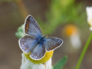Common blue