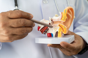 Asian doctor holding human ear model to learn and treat hearing loss in patient.