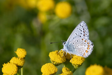 Common blue