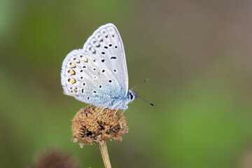 Common blue