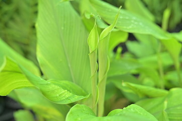 Cassumunar ginger with leaf on white background
