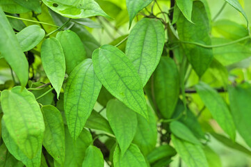 Thai herb laurel clock vine, blue trumpet vine, laurel-leaved thunbergia, Thunbergia laurifolia Lindl