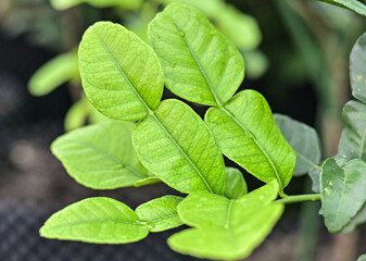 Kaffir lime tree, Bergamot and green leaf on tree.