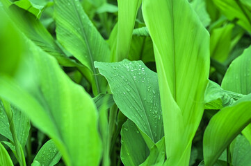 Cassumunar ginger with leaf on white background