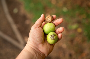 A hand holding several green walnuts in husks. High quality photo