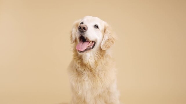 Golden retriever posing on solid color background