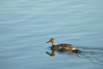 Kaczka z małymi pływająca na wodzie 