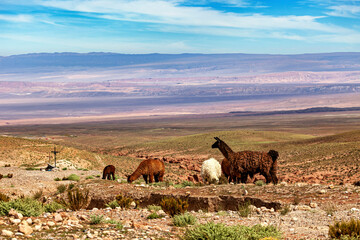 Fototapeta premium Lama in the Altiplano of Bolivia