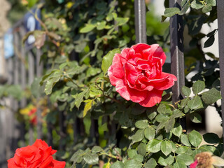 Pink rose bush growing near metal fence with leaves and blossoms under sunlight. Garden, flora, ornamental plant, seasonal beauty and outdoor lifestyle.