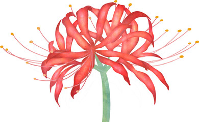 red spider lily flower 