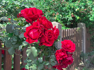Pink rose bush growing near wooden fence with leaves and blossoms under sunlight. Garden, flora, ornamental plant, seasonal beauty and outdoor lifestyle.
