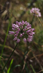 Close-up of mountain garlic (Allium senescens subsp. montanum) with delicate pink flowers growing in the Bükk Mountains, Hungary. A rare and protected wild onion species.