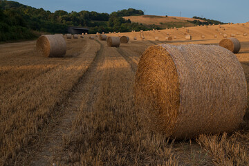 krajobraz rolniczy © Mariusz