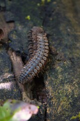 Tractor Millipede in Kinabatangan Wildlife Sanctuary, Sabah, Malaysia