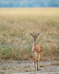 Chinkara or Indian gazelle or Gazella bennettii an Antelope close up or portrait with eye contact in safari natural green background at ranthambore national park tiger forest reserve rajasthan india