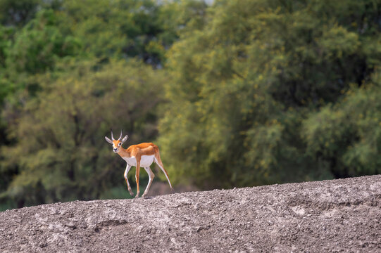 wild male blackbuck or antilope cervicapra or indian antelope fawn or baby at Blackbuck National Park Velavadar bhavnagar gujrat india asia blackbuck walking in natural green grassland