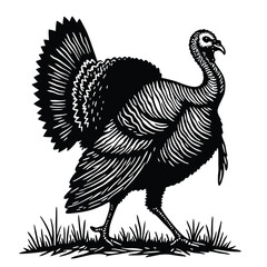 Fototapeta premium Black and white illustration of a turkey walking in grass