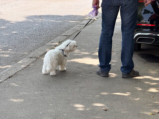 A small white dog standing on the street with a leash. Symbol of companionship, everyday routine and urban lifestyle.
